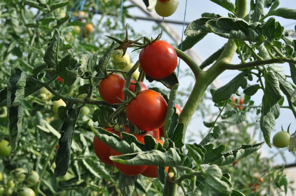 tomato's growing on a vine