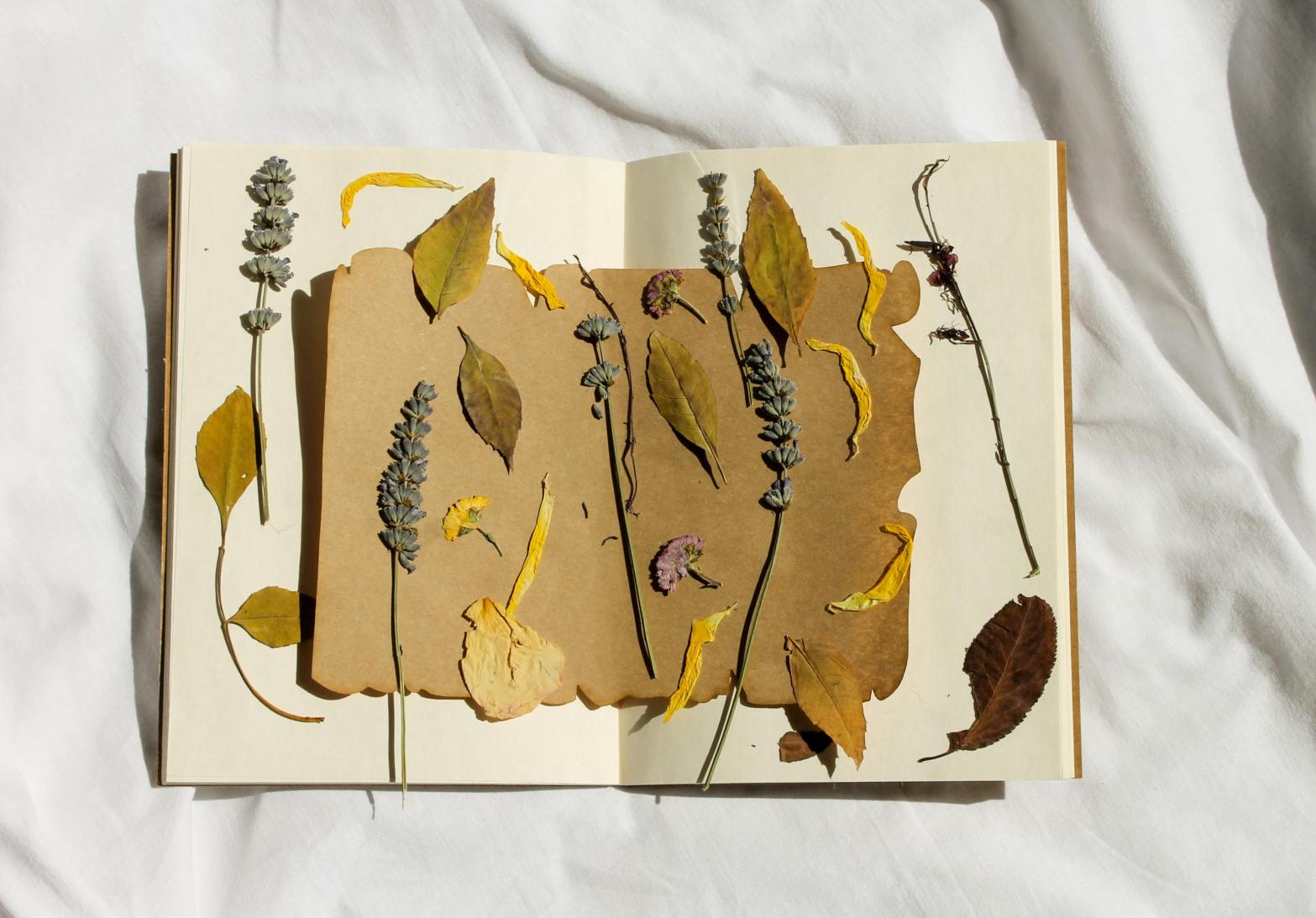 leaves set in a book ready to be flattened